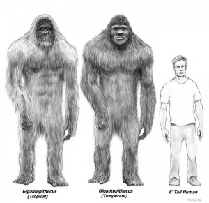 The "tropical" and "temperate" forms of Gigantopithecus compared to a human.